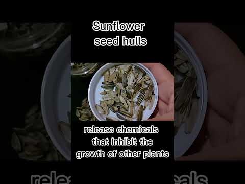 Video: Composting Sunflower Seed Hulls: Koj puas tuaj yeem sau cov noob paj noob hlis