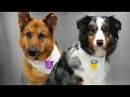 The difference between the german shepherd and the australian shepherd 