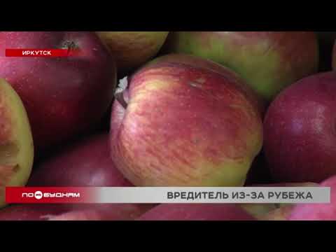 Около 20 тонн овощей и фруктов, заражённых опасным вредителем, выявили в Иркутске