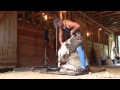 Shearing rams in Canada (vid 14)