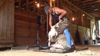 Shearing rams in Canada (vid 14)