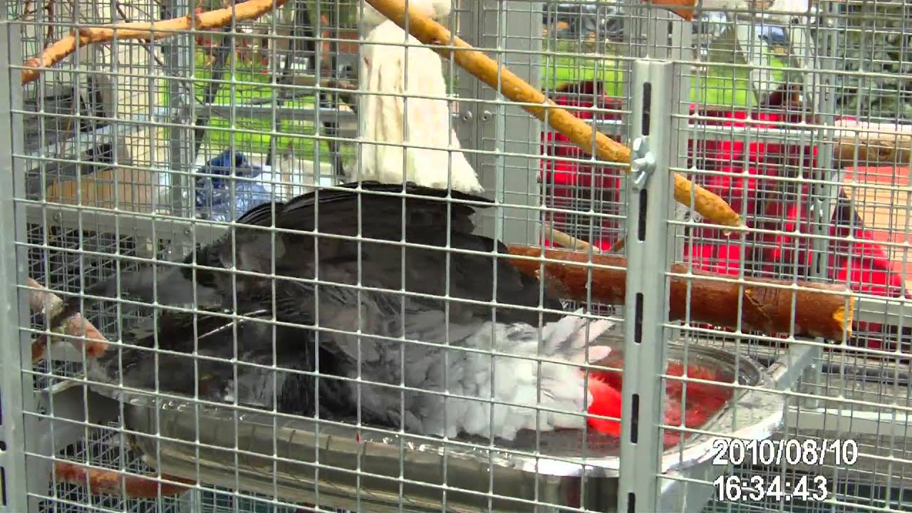 Graupapagei Baby beim Baden - YouTube