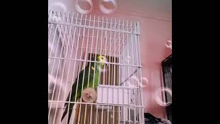 Fluently speaking Blue Fronted Amazon parrot