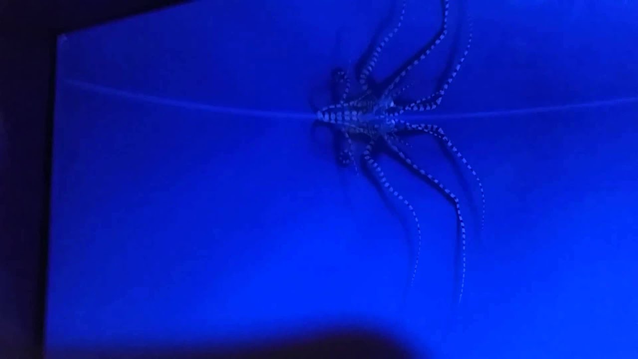 Monterey Bay Aquarium Mimic Octopus YouTube