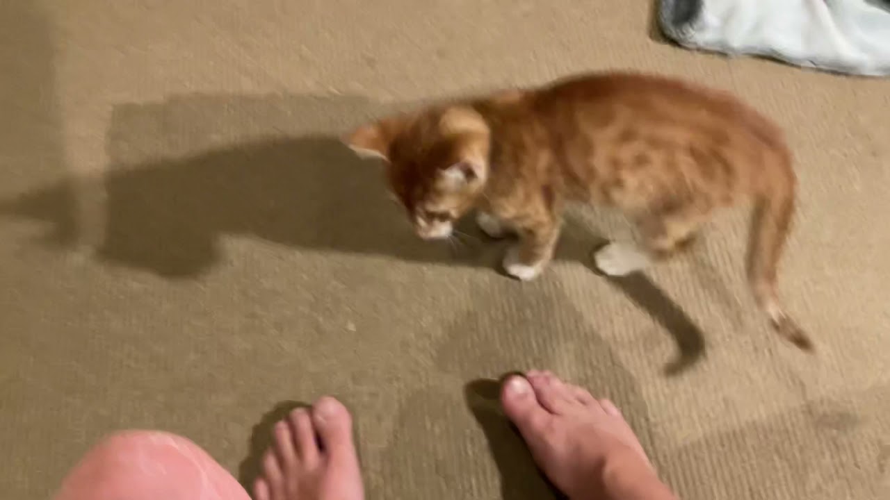 Kitten attacks feet YouTube