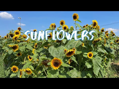 [Vlog] Himawari Garden Musashimurayama with Sunflowers | Tokyo Sightseeing, Japan