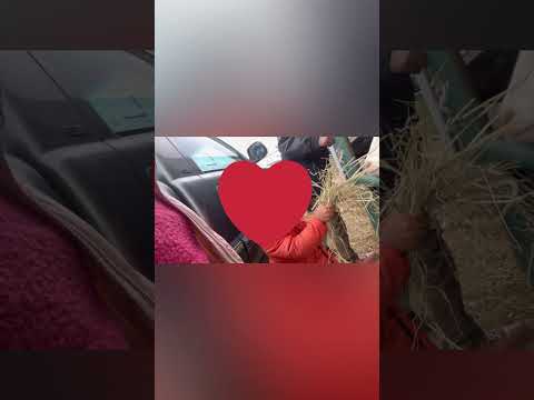 Gena አሜሪካ በግ ዋጋ