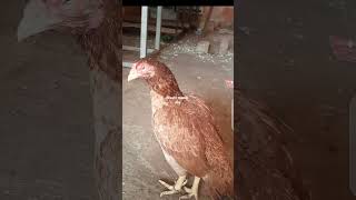 #viral #aseelmurga #murga #rooster