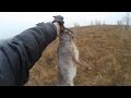 Охота на зайца - Работа со стойкой и погоня за зайцем / Hare hunting - Pointing hare and pursuit