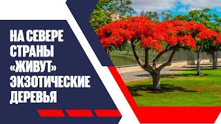 Изменение климата: на севере страны «живут» экзотические деревья | Jibek Joly news