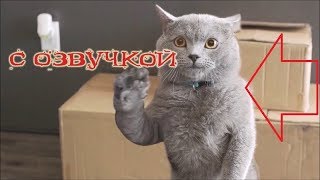 Приколы с котами с озвучкой