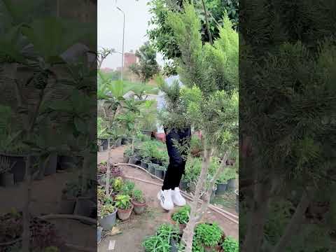 رجالة كتير خايبين حكم اقوال الخيانة