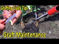 Grafting Quick Tips | Grafting a broken apple tree – The importance of graft maintenance