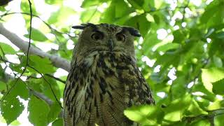 Remembering Flaco The New York City Eurasian Eagle Owl