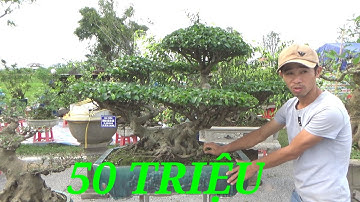 50 Triệu tác phẩm sanh nam điền của Hải Bùi Văn - tại triển lãm  Ninh bình