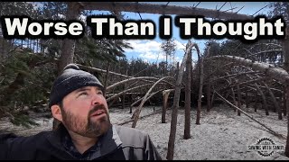 Closer Look at my Forest After an Ice Storm Levelled It