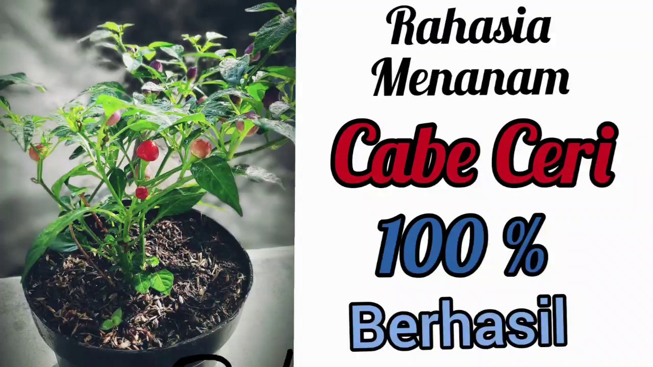 Rahasia Menanam Cabe Ceri 100% Berhasil 