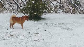 Suomenpystykorva ja Hiiri / Finnish Spitz and Wood mouse