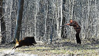 Hunting Wild Boar -Season :2024 || KHEMISSET   -PART9
