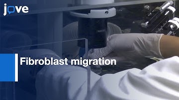 Mrp4-containing Macromolecular Complexes for Fibroblast migration | Protocol Preview