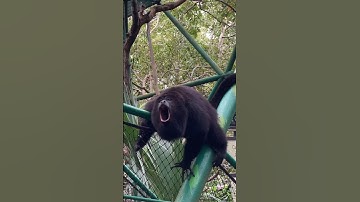 Howler monkey in Tabasco, Mexico #mexico