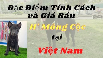 Đặc điểm , tính cách và giá bán chó H