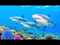 Majestic Wildlife in Stunning 4K – Serene Landscapes and Soothing Melodies | Relaxing Sounds
