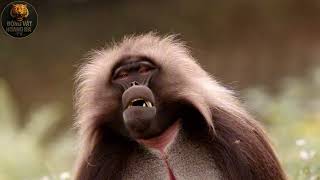 Namibia Khốc Liệt | Cuộc Chiến Nảy Lửa Của Đại Bàng Với Rắn - Thế giới động vật