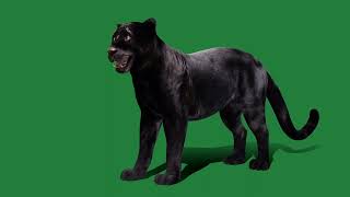 Black Panther Leopard  Cat by Nyilonelycompany 96 views 3 days ago 31 seconds