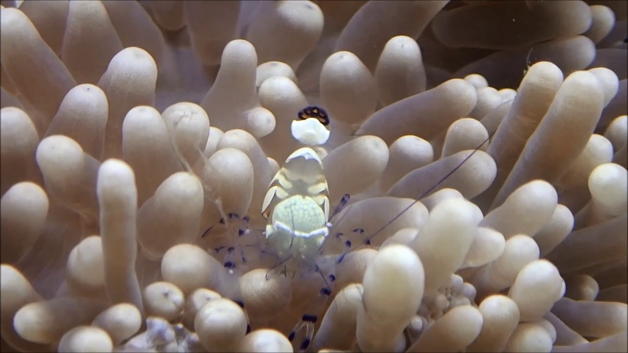 camera iphone 8 plus apk 紫斑海葵蝦Pacific Clown Anemone Shrimp; Five-spot Anemone Shrimp 2k