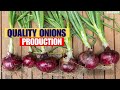 How to produce quality onions to satisfy consumers need