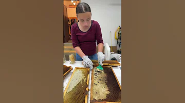 Cute Girls Helping Dad Harvest Honey Beekeeping Fun Sweet Rewards Beekeeping AlaskaLife Shorts 