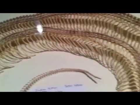 Indian python skeleton