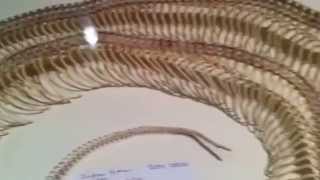 Indian python skeleton
