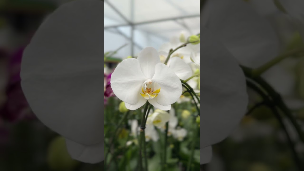 #orchids#phinolopsis