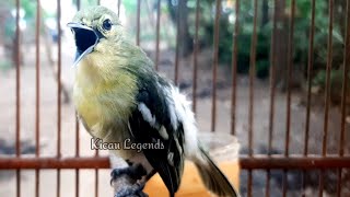 Sirtu Gacor ajaib Bisa di Ajak jalan jalan