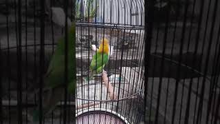 Kicau lovebird gacor banget .mp4