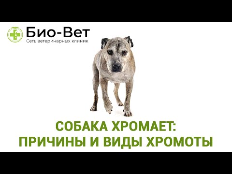Видео: Хромая собака: причины и что делать