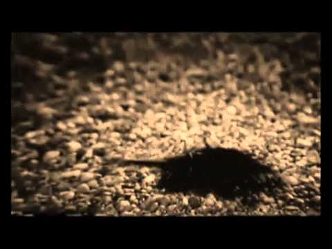 From Flesh To Nothingness Video