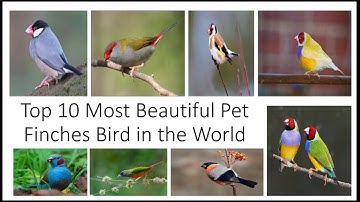 Top 10 Most Beautiful Pet Finches Bird in the World || Mahpara Tabassum ||#beautiful #birds #finches