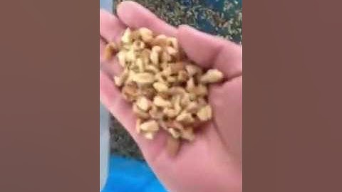 HL Belt walnut kernel color sorter/sortex/sorting machine