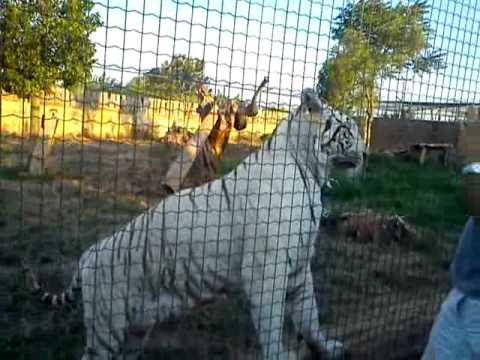Βίντεο: Πού ζουν οι λευκές τίγρεις