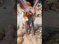 Satisfying Traditional Coconut Peeling Skills