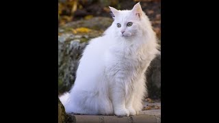 White male cat, Turkish Angora Funny cats 2020 by OOOH MY CATS 17 views 4 years ago 1 minute, 8 seconds