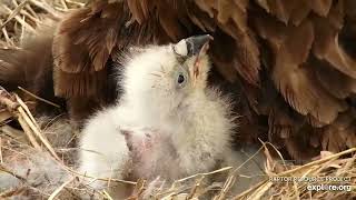 Decorah North 🦅🦅 Highlights Some Feedings 🦅🦅 (explore.org 04 04 2022)