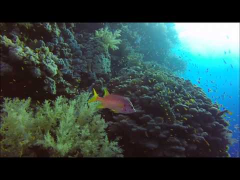 Vídeo: Primer Registro De Polyonyx Loimicola Sankolli, 1965 (Crustacea, Decapoda, Anomura, Porcellanidae) Del Mar Rojo, Egipto