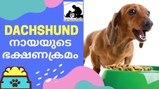 Dachshund | Dachshund Food Chart | dog Food malayalam