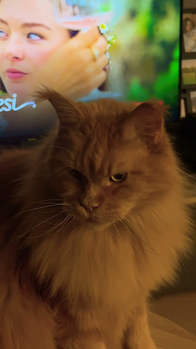 My nime is Rioo 😆 #cat #maincoon #cute #rio #catlover