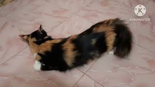 SUARA KUCING BETINA BIRAHI MINTA KAWIN