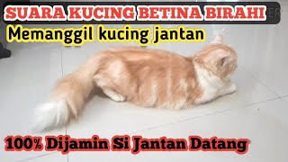 SUARA KUCING BETINA BIRAHI MINTA KAWIN